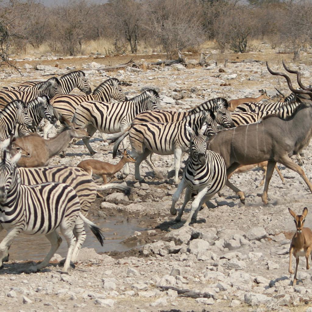 namibia etosha safariadv exploringafrica rominafacchi zebras