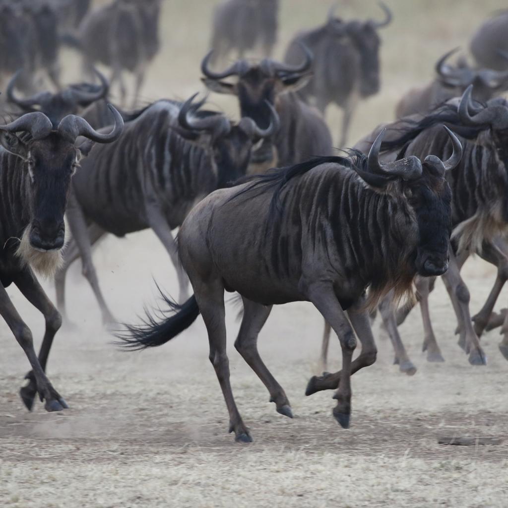 masai mara exploringafrica savannah romina facchi safariadv gnu great migration