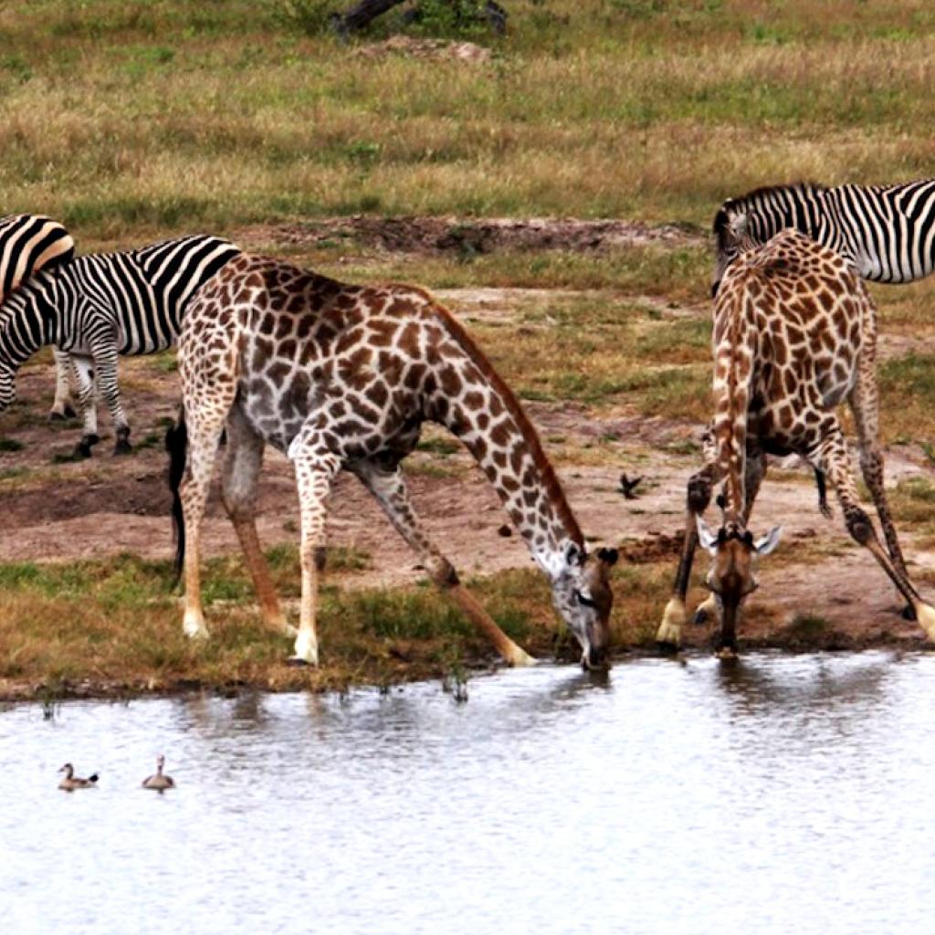 zimbabwe giraffe exploringafrica safariadv alessio delle cave