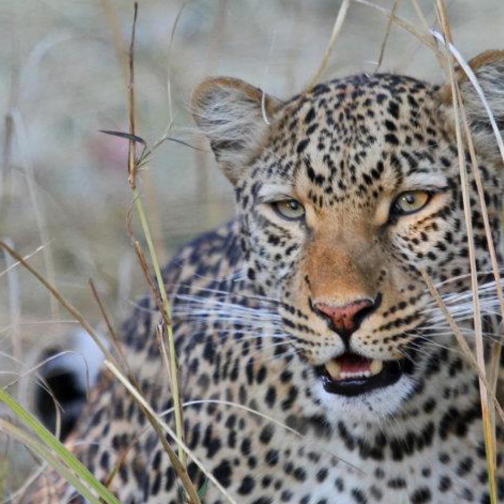 leopardo exploringafrica safariadv rominafacchi leopard 