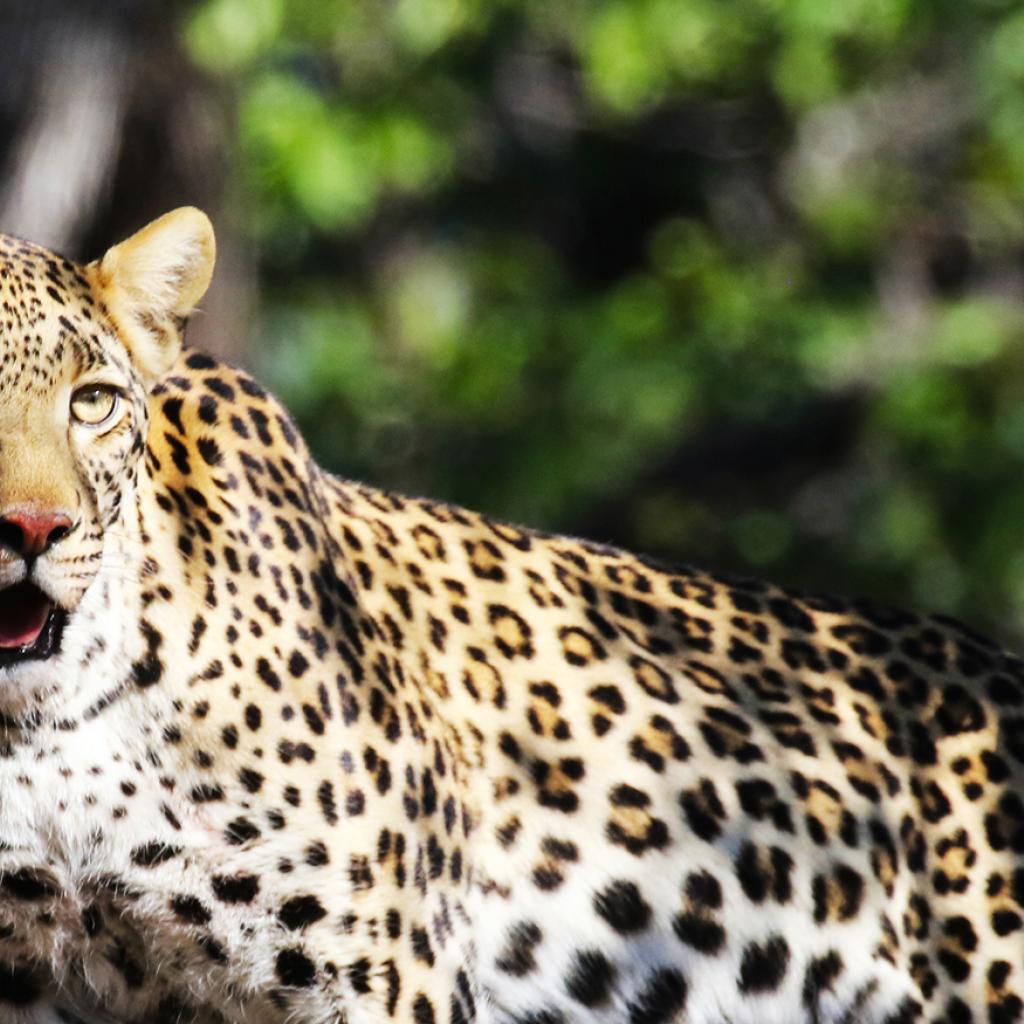 botswana safari leopard moremi africa africa safariadv exploringafrica romina facchi travel viaggi