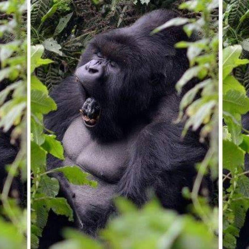 uganda rwanda gorilla exploringafrica safariadv travel