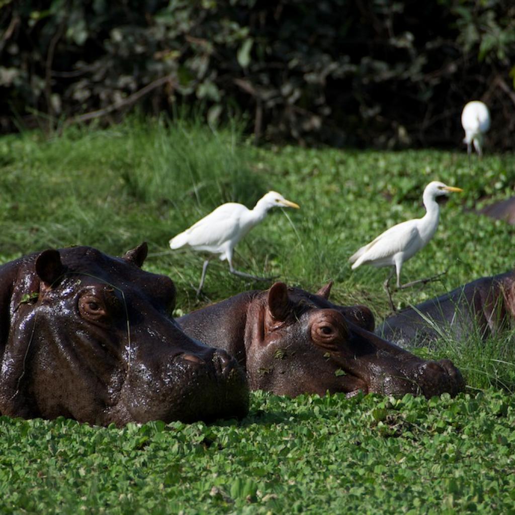 guinea orange Bijagos exploring africa safariadv