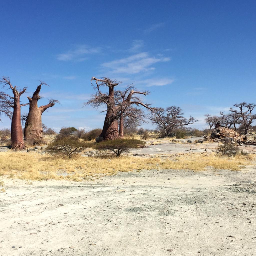 botswana safari kubu island africa safariadv exploringafrica romina facchi