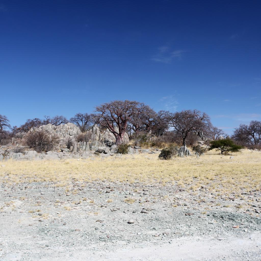 Kubu Island botswana safari kubu island africa safariadv exploringafrica romina facchi