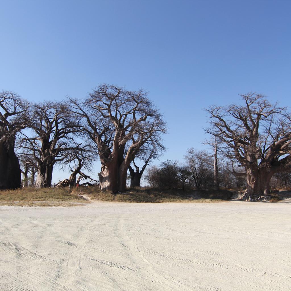 nxai pan botswana exploringafrica safariadv romina facchi travel safari baobab