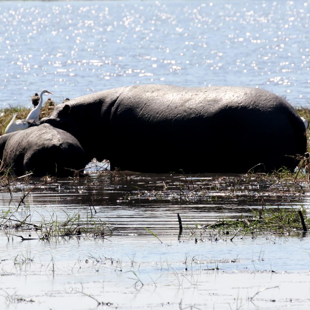 namibia exploringafrica safariafv safari romina facchi mahango travel 