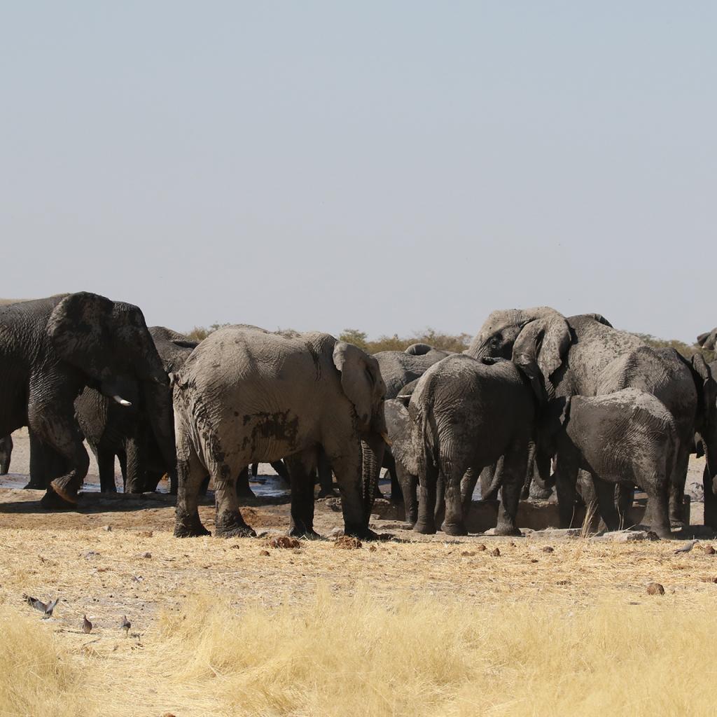 exploringafrica safariadv namibia etosha romina facchi