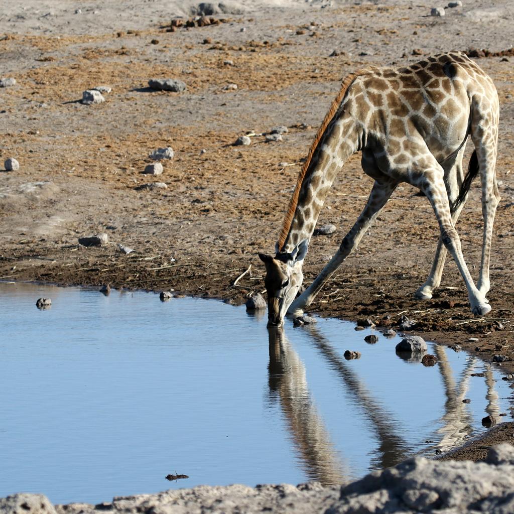 namibia exploringafrica safariadv safari romina facchi etosha travel 