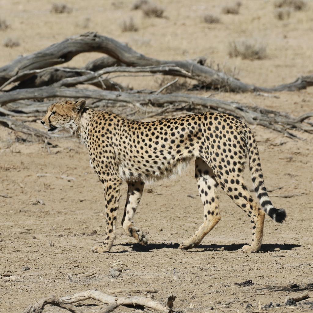 south africa exploringfrica safariadv kgalagadi rominafacchi travel cheetah