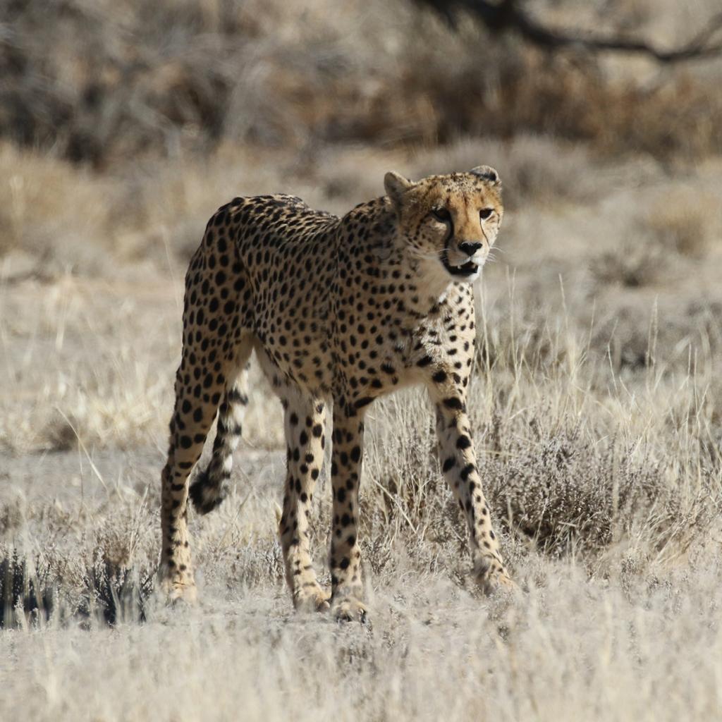 south africa exploringfrica safariadv kgalagadi rominafacchi travel cheetah