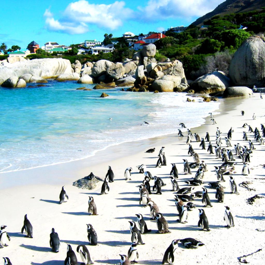 boulders beach south africa exploringafrica safariadv rominafacchi