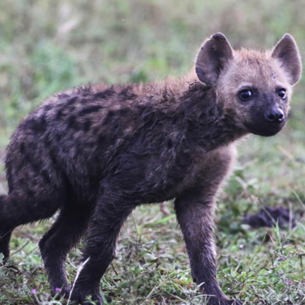 tanzania ngorongoro serengeti tarangire manyara exploringafrica safariadv romina facchi travel safari