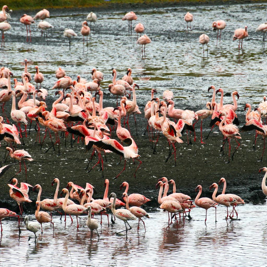 tanzania ngorongoro serengeti tarangire manyara exploringafrica safariadv romina facchi travel safari