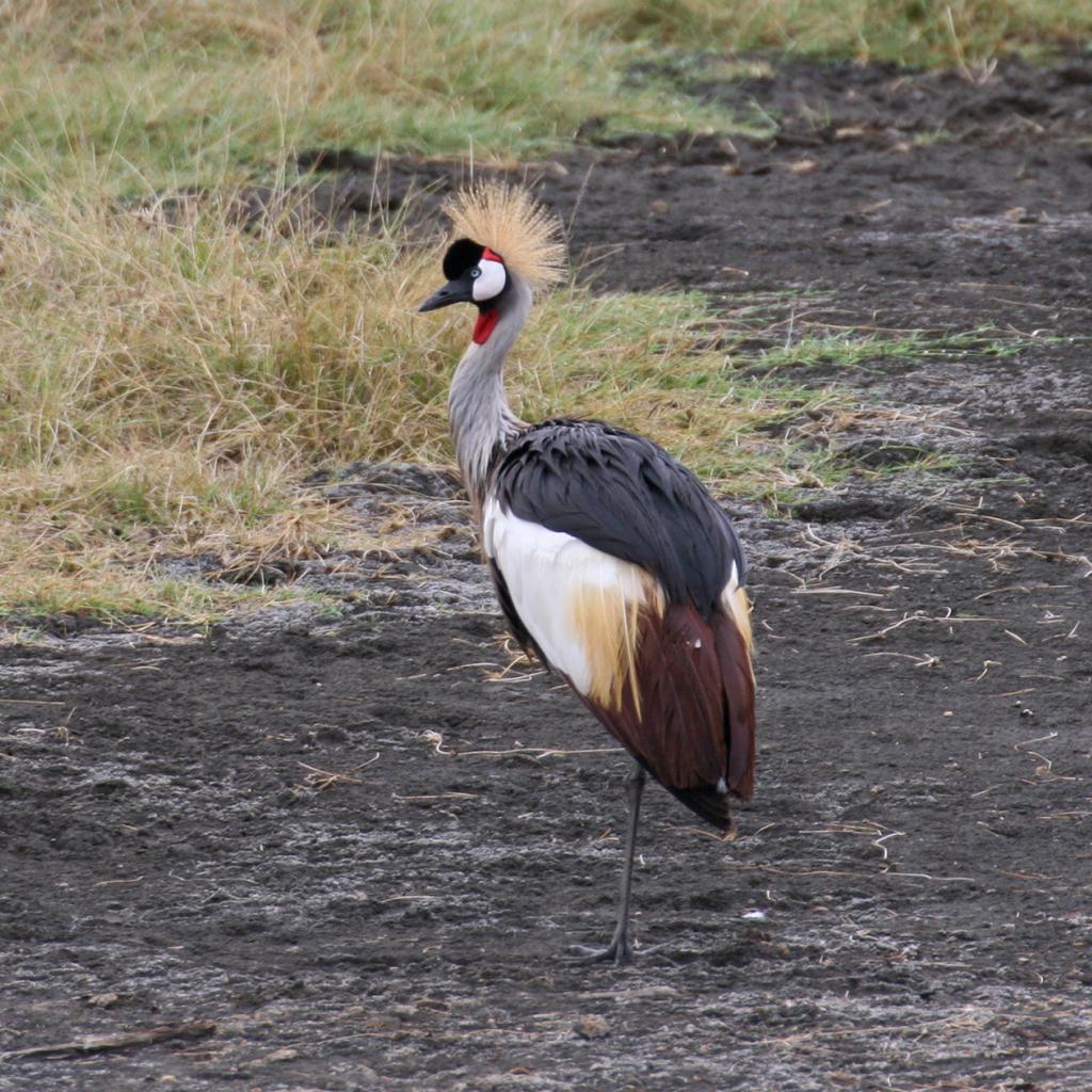 tanzania ngorongoro serengeti tarangire manyara exploringafrica safariadv romina facchi travel safari