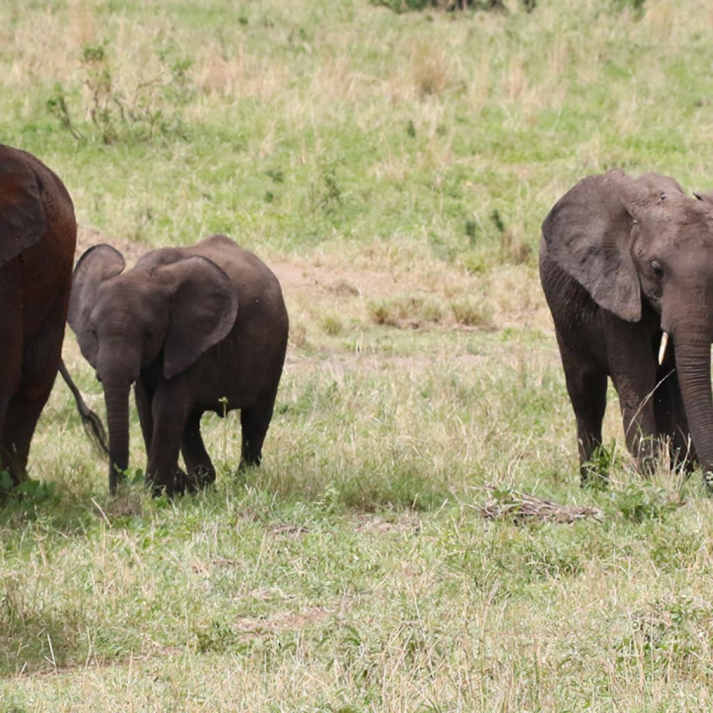 tanzania ngorongoro serengeti tarangire manyara exploringafrica safariadv romina facchi travel safari