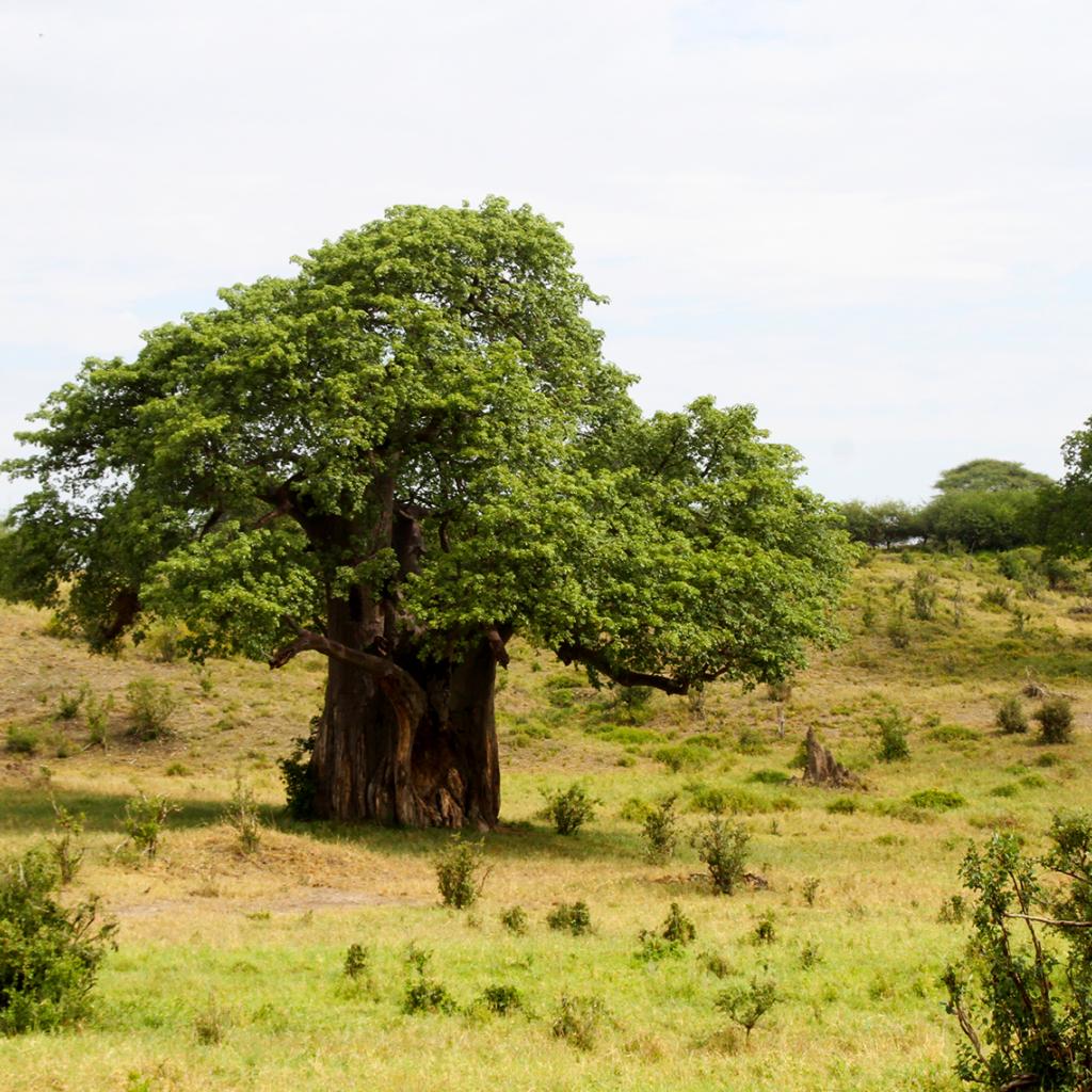 tanzania ngorongoro serengeti tarangire manyara exploringafrica safariadv romina facchi travel safari