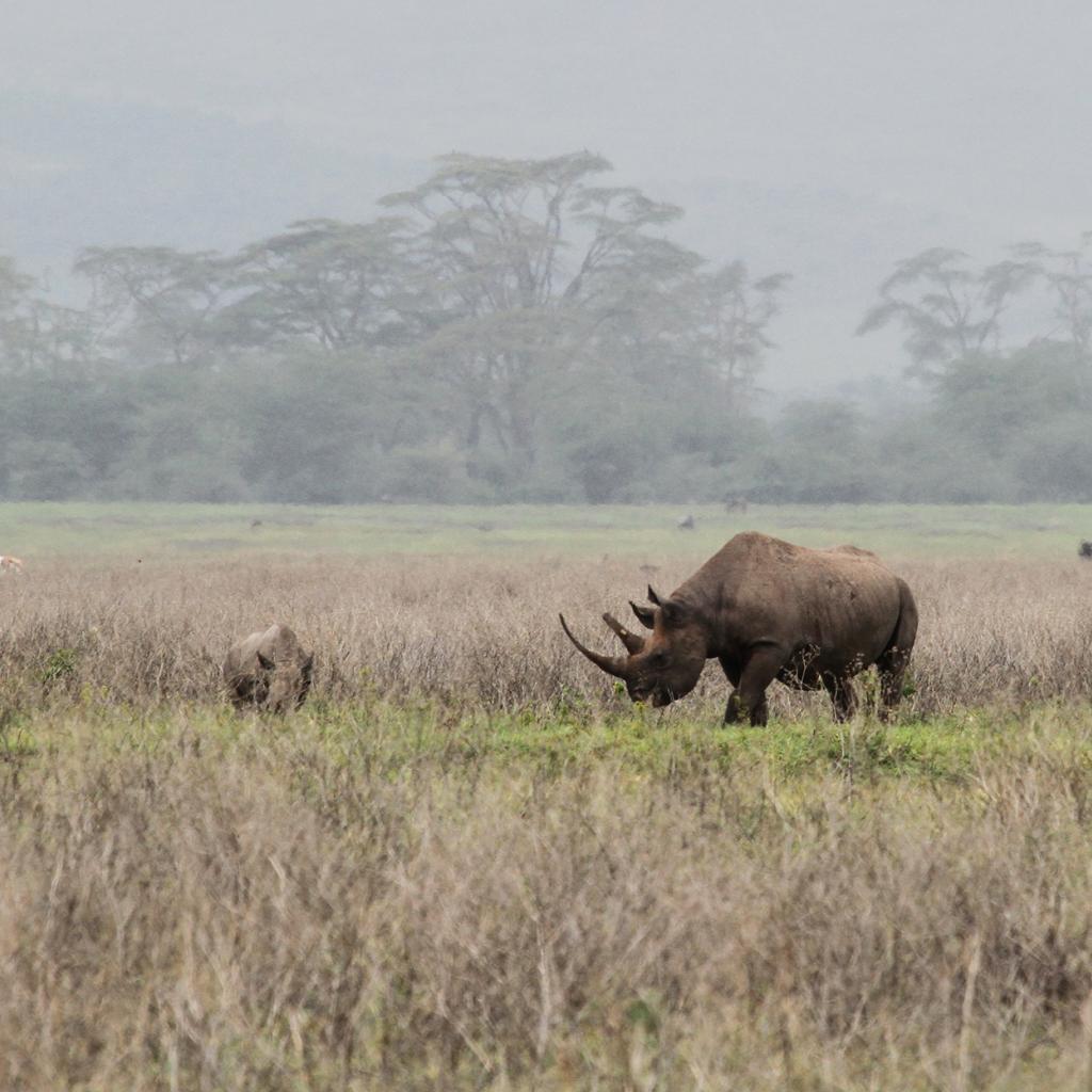 tanzania ngorongoro serengeti tarangire manyara exploringafrica safariadv romina facchi travel safari