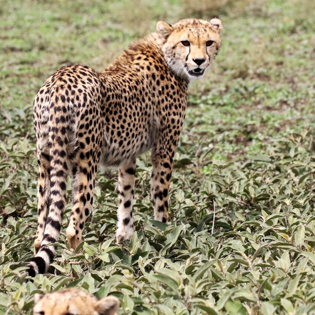 Serengeti National Park: Cheetah at Ndutu area tanzania serengeti exploringafrica safariadv romina facchi travel safari