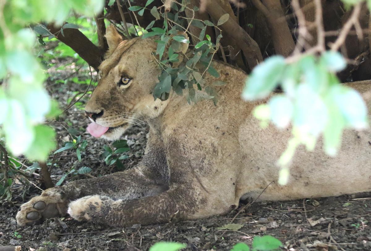 tanzania manyara exploringafrica safariadv romina facchi travel safari