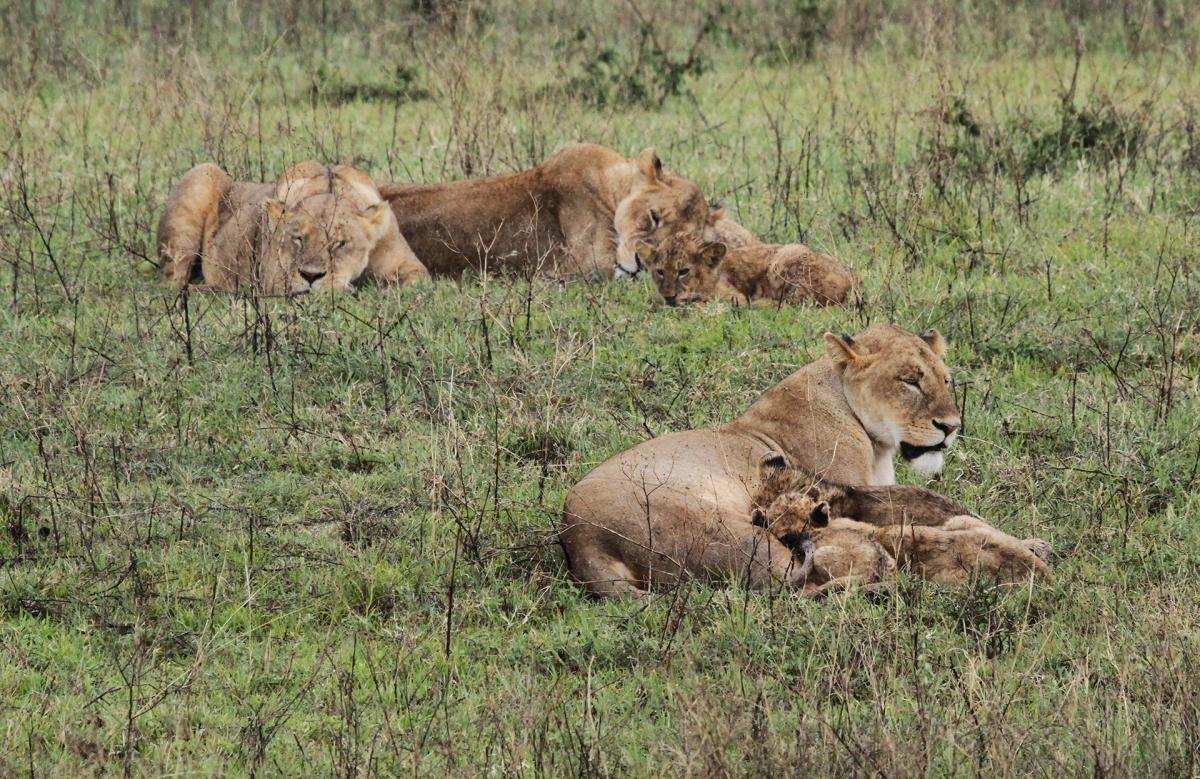 tanzania ngorongoro exploringafrica safariadv romina facchi travel