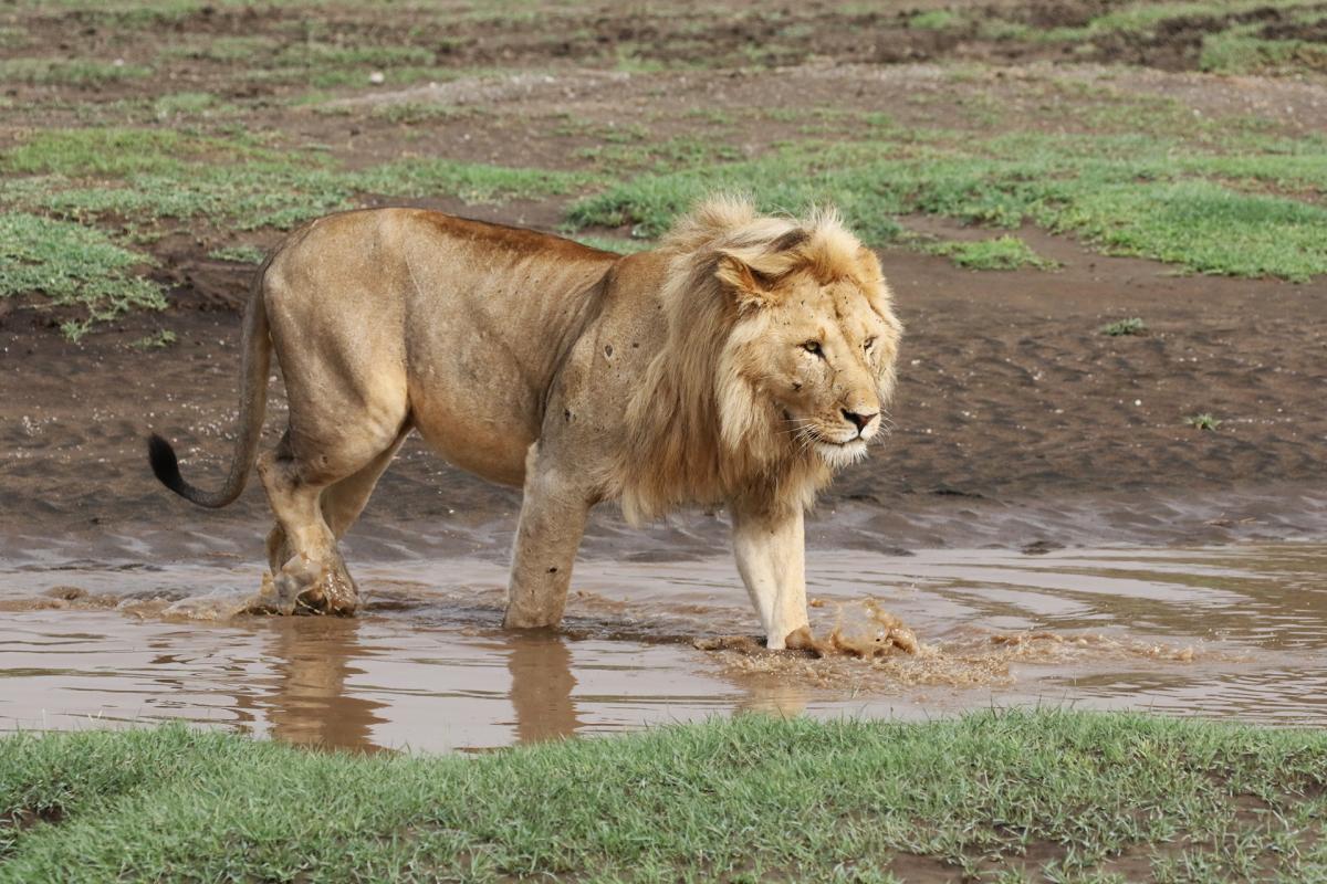 tanzania lion exploringafrica safariadv travel romina facchi safari serengeti