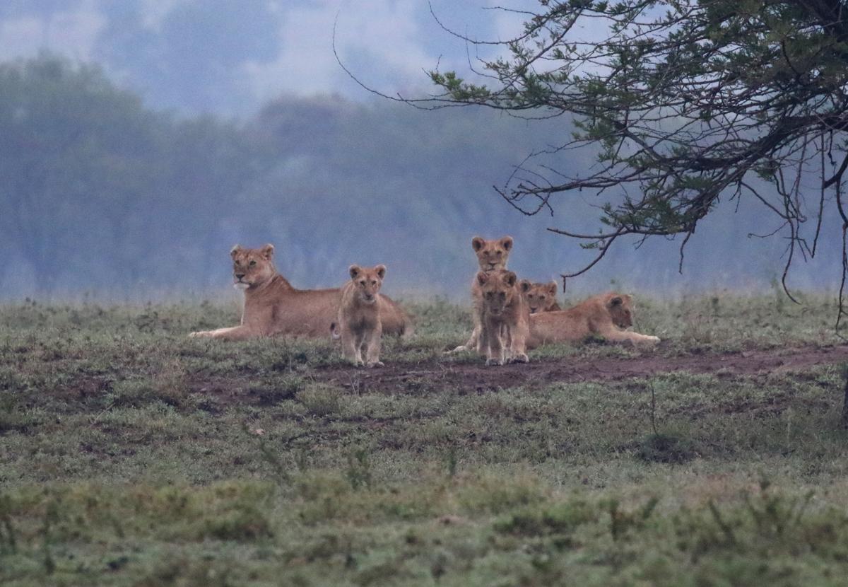 tanzania serengeti romina facchi exploringafrica safariadv 