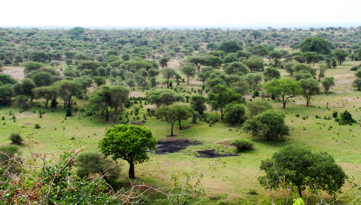tanzania tarangire exploringafrica safariadv safari africa rominafacchi