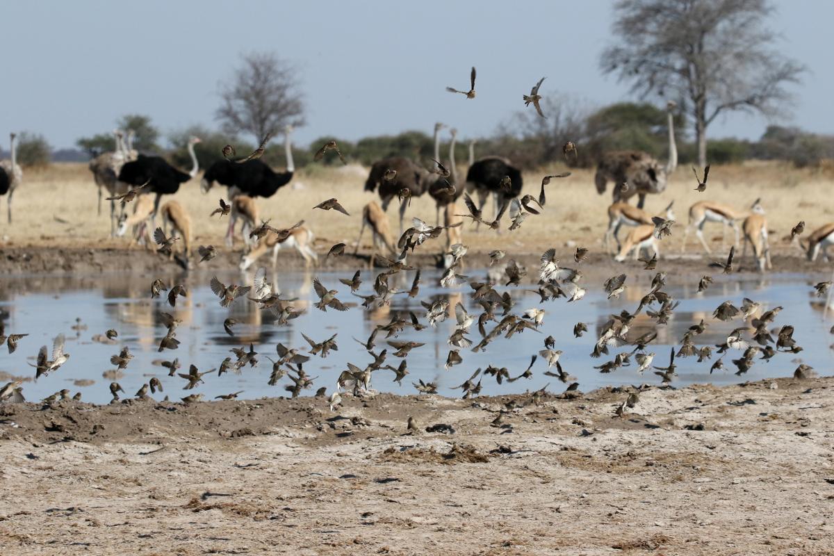 botswana bird nxai pan romina facchi exploringafrica safariadv travel