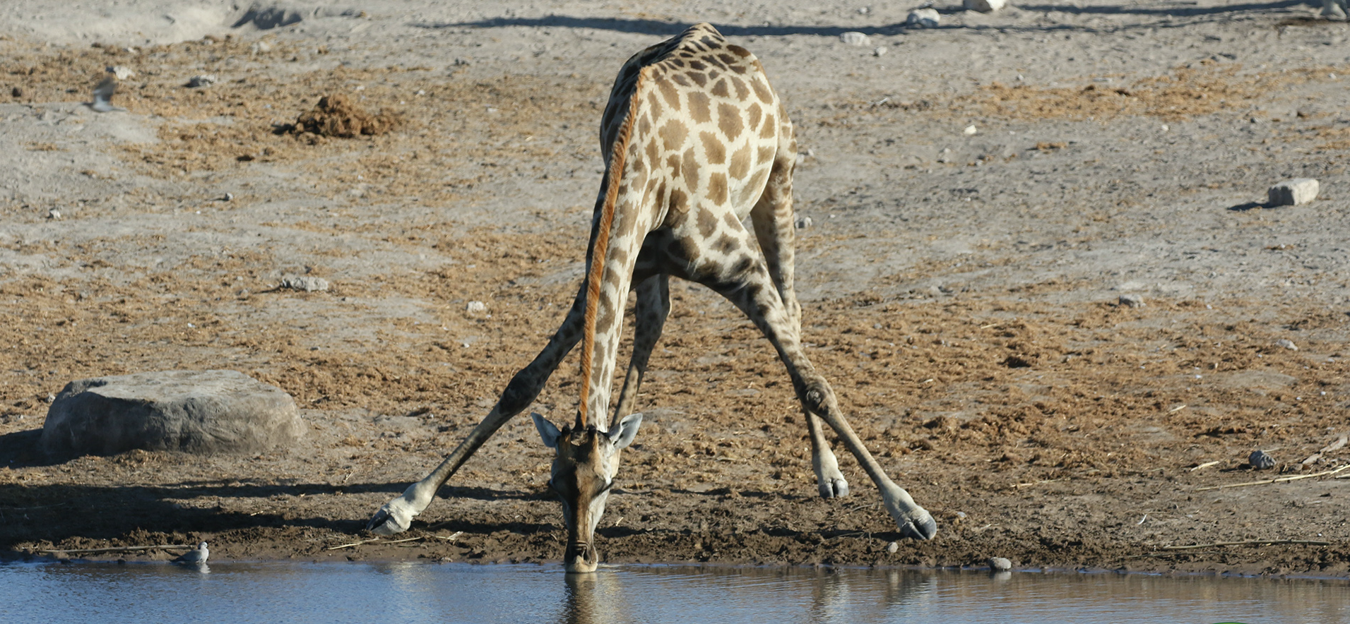 Did you know that drinking is dangerous for a giraffe? | Exploring Africa