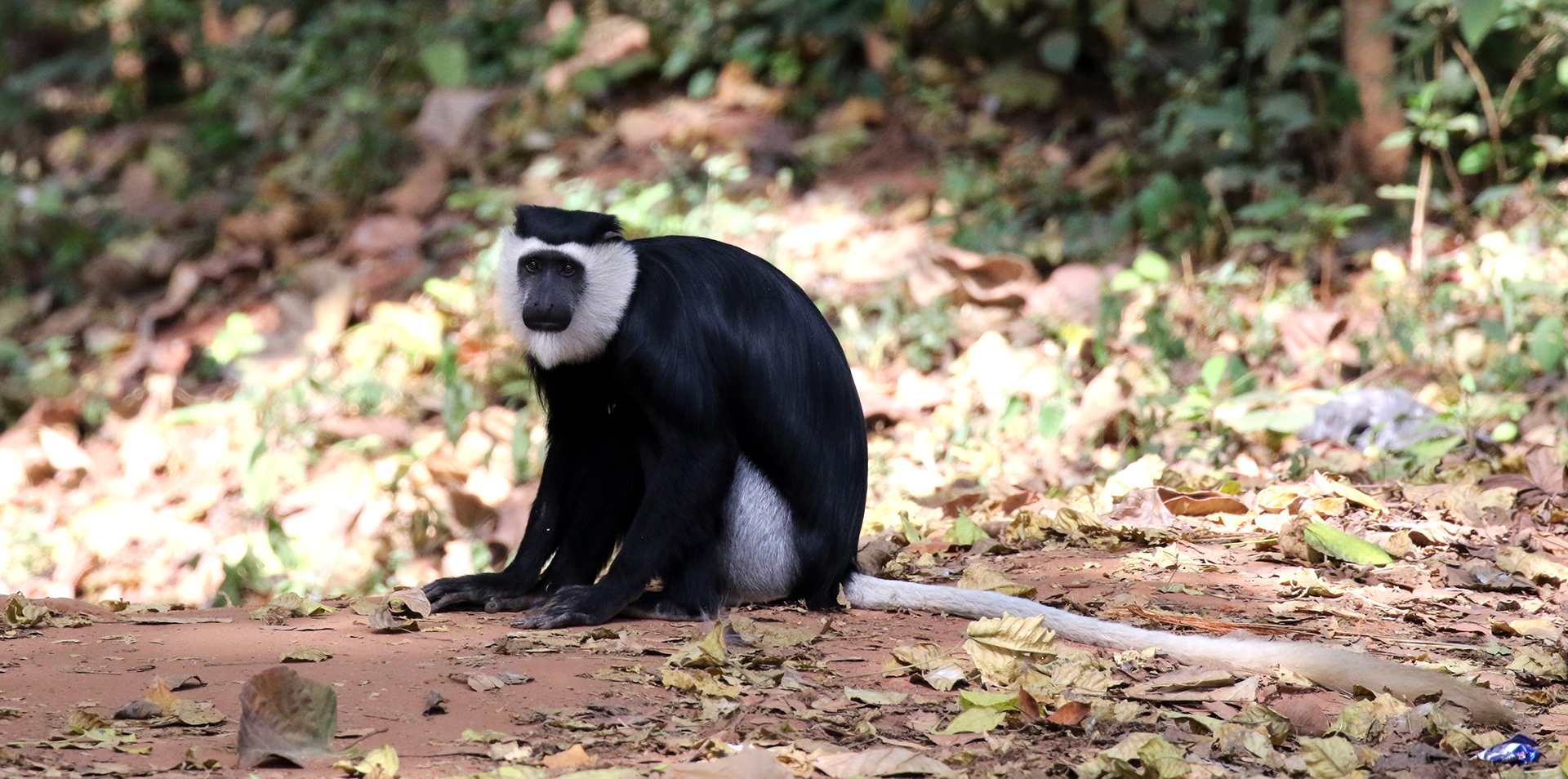 Ghana's Sacred Monkeys - bioGraphic