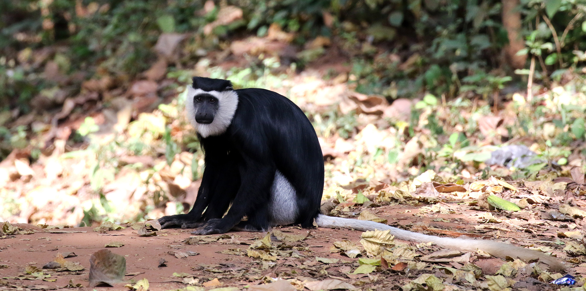 Ghana's Sacred Monkeys - bioGraphic