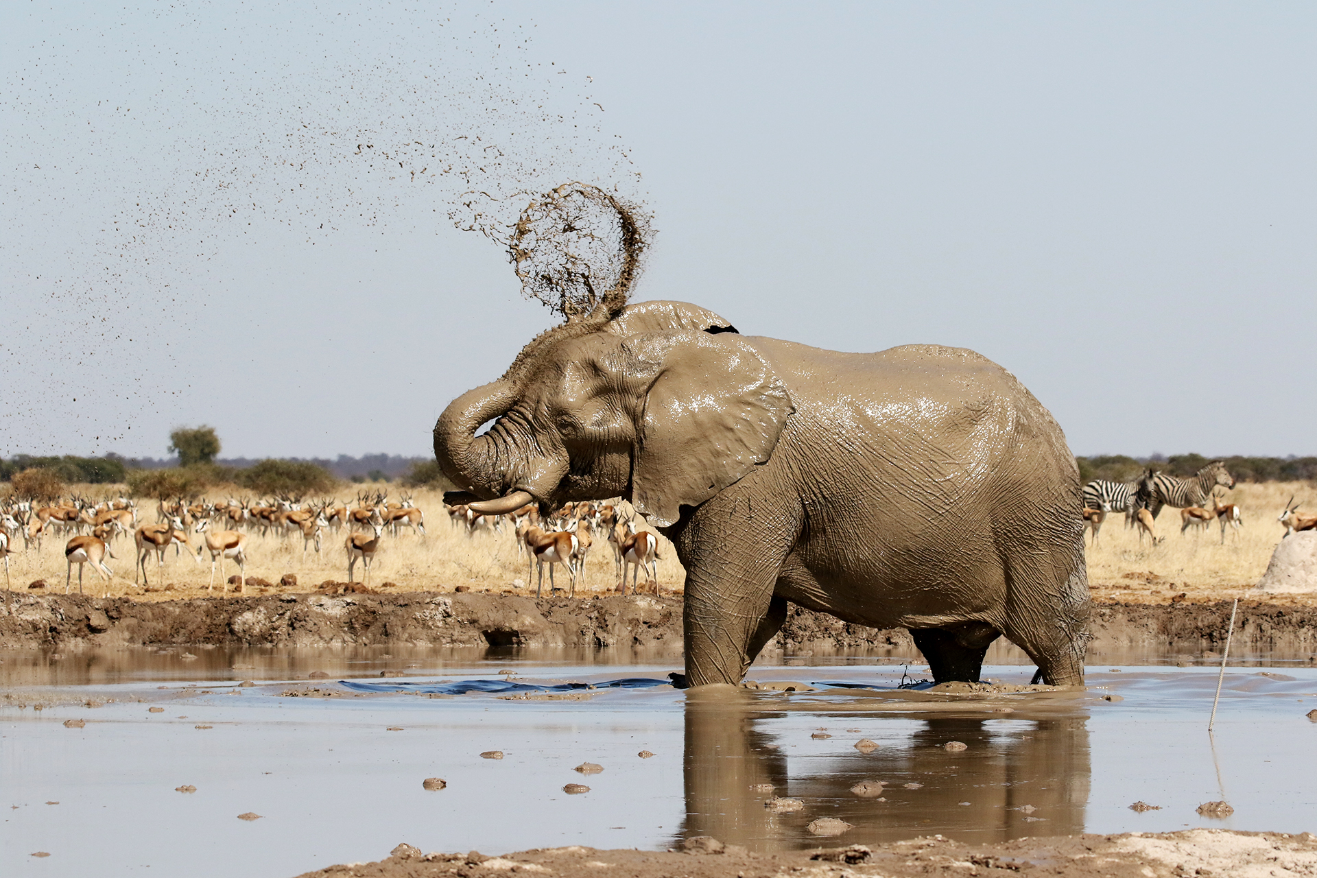 Did you know that the elephant's trunk is an exceptional