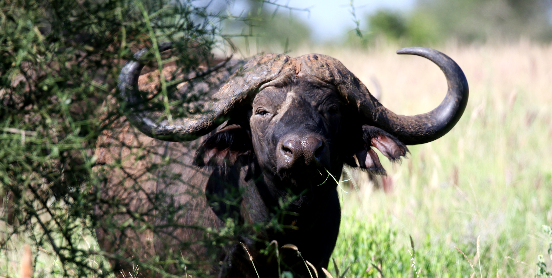 svimmel Lærd Afrika Do you know that when a buffalo attacks is a trouble? | Exploring Africa