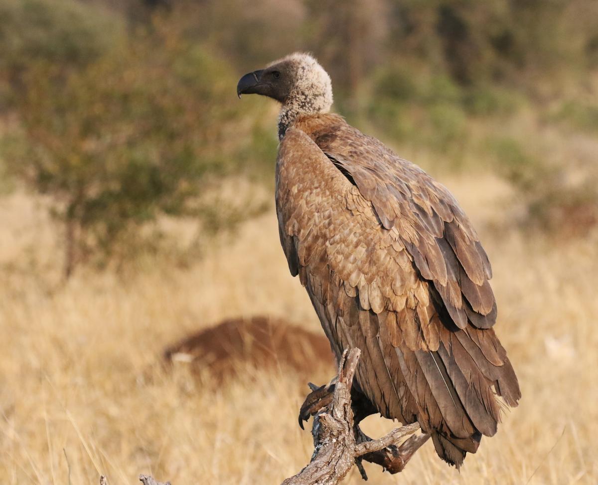 south africa sudafrica exploringafrica safariadv kruger vulture safari travel