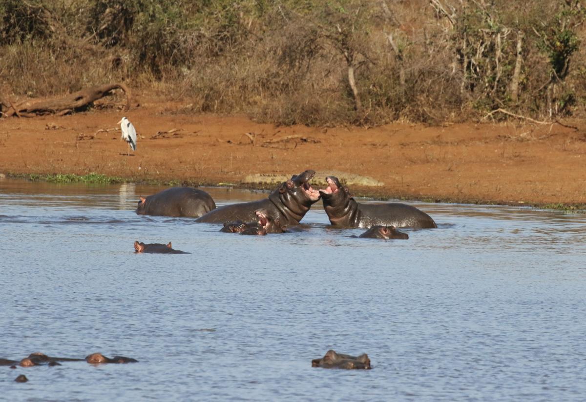 south africa sudafrica exploringafrica safariadv kruger hippo safari travel