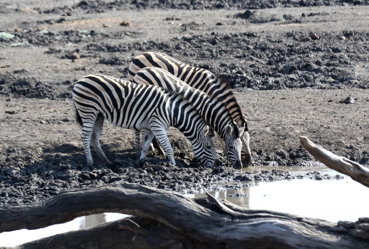 zebra tarangire tanzania