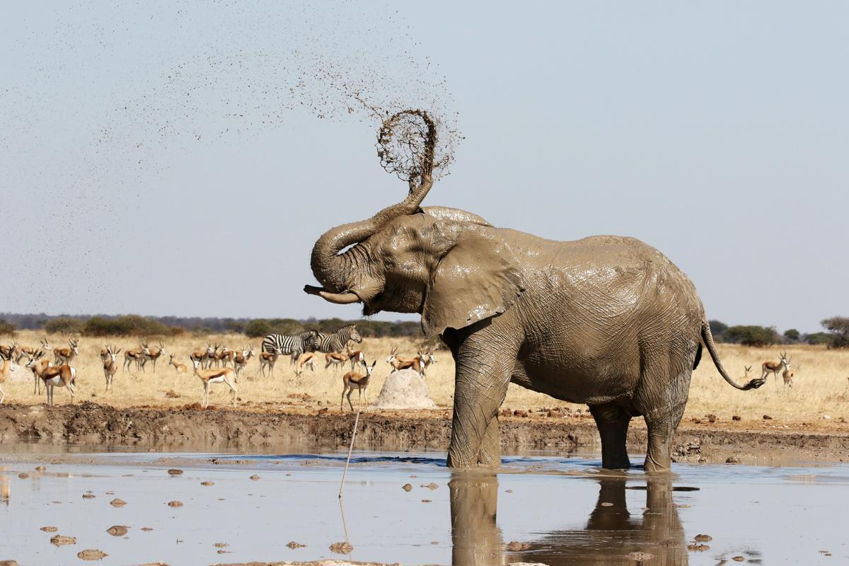 botswana nxai pan elephant romina facchi exploringafrica safariadv travel safari africa